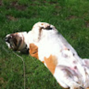 Meet your Posher, Peter